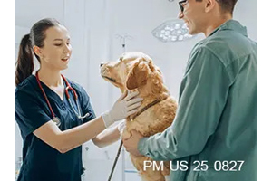 Fast Itch Relief for Canine Patients