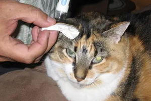 Vet techs' role in diabetes education