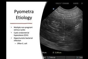 WATCH: Non-Surgical Treatment Options for Pyometra and Pregnancy Termination