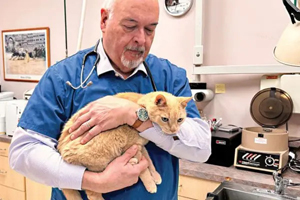 A look at common considerations for pain management in senior pets