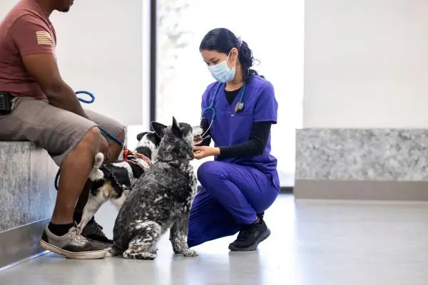 Rising costs strain vet care access, study finds