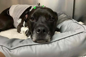 Dog survives 17 minutes of CPR after drug ingestion