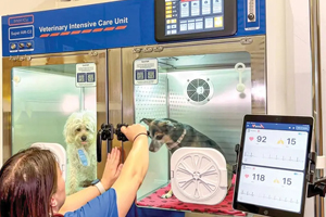 Are modern recovery systems the next standard in veterinary medicine?