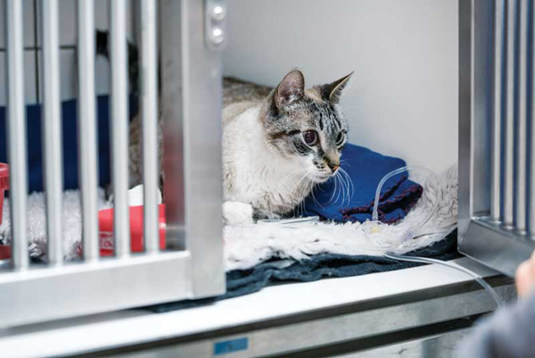 FDA approves generic NSAID for post-op pain in cats