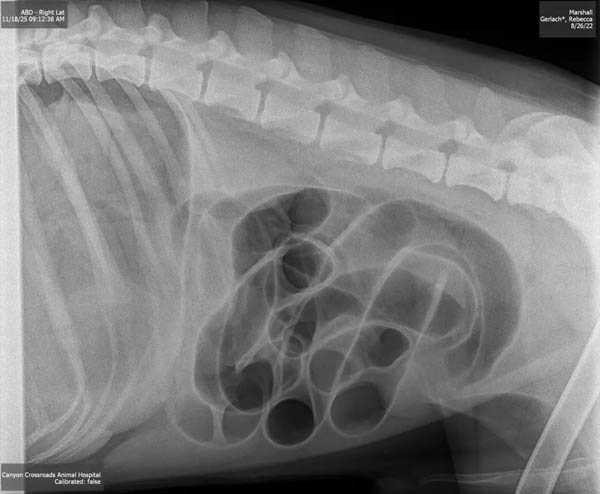 Can you solve this Brain Teaser?