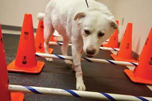 Exercise therapy for managing OA