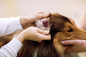 What's new in canine otitis externa