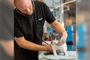 The gold standard of care for pets in their golden years