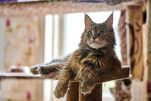 Nourishing the aging feline mind