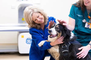 Advancing obesity research and care in dogs, cats focus of extended partnership