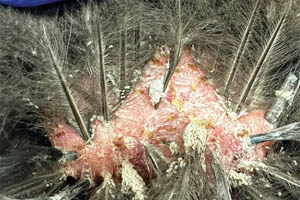 A review of common ectoparasites of backyard chickens