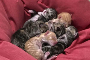 Must-know tips to anesthetize pediatric patients