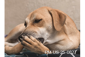 Fast Itch Relief for Canine Patients