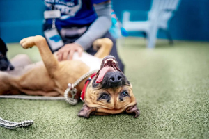 Report highlights barriers to large-dog adoption