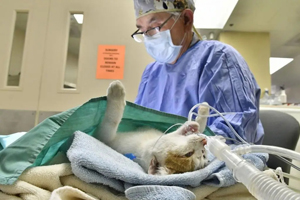 Low-cost neuter campaign aims to address cat overpopulation