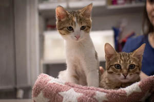 6 ways to strengthen feline heartworm awareness