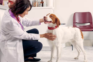 Take Control With ProHeart 12 (moxidectin)
