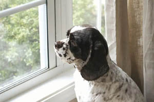 Delivering holistic care for heartworm patients