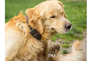 Fast Itch Relief for Canine Patients