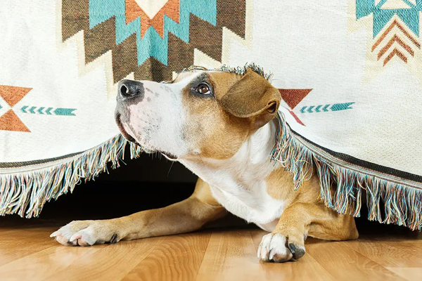 FDA clears first drug for both noise aversion, separation anxiety in dogs