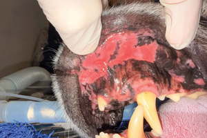 Curtailing canine chronic ulcerative stomatitis