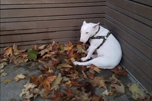 Recognizing animal abuse and One Health concerns