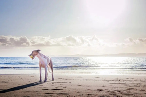 IV-delivered therapy for canine OA advances toward FDA approval