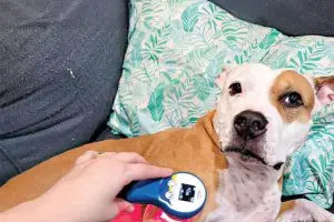 Renting lasers to geriatric pet owners can boost compliance