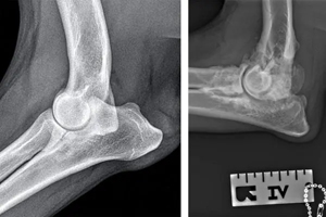 What they don't teach you about canine OA in vet school