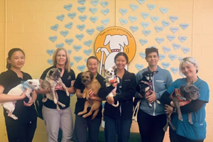 Animal welfare nonprofits receive nearly $80,000 in donations