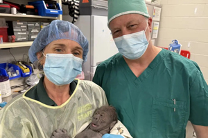 Emergency C-section delivers gorilla in Seattle zoo