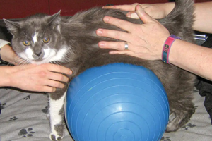 A look at some easy-to-add rehabilitation tools for your clinic