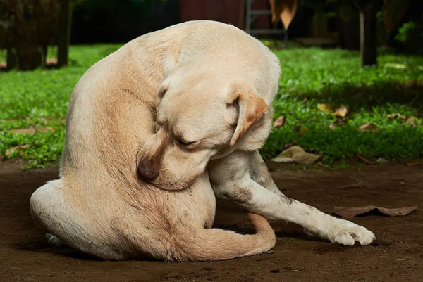 Canine allergy burden extends beyond patients