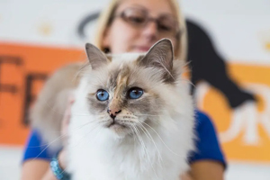 'Protection gap' identified amidst rise of insured pets