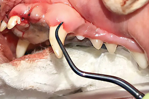 Products to treat periodontal pockets, part 1