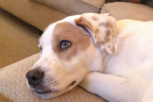 Treating separation anxiety in dogs