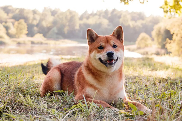 Summer claims data highlight seasonal risks for pets