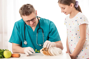 Vets debunk guinea pigs’ reputations 