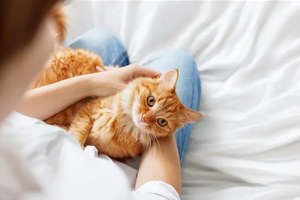 Suburbs dominate list of top cat-loving U.S. cities