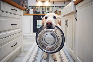 Gut reaction: How nutrition and the microbiome shape pet health