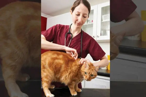 Veterinary vaccines unpacked: Research, regulations, and guidelines