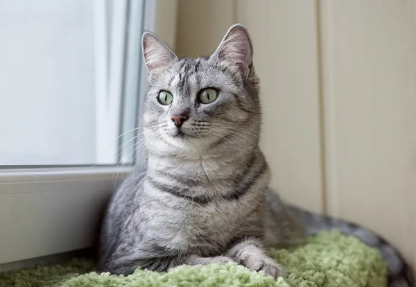 Study links feline CKD to changes in gut metabolites