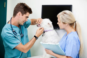 Tech Talk: Intimidated by the vet tech-doctor hierarchy?