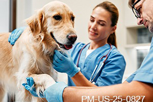 Fast Itch Relief for Canine Patients