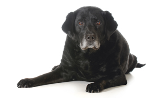 Partnership focuses on nutrition and care for aging dogs