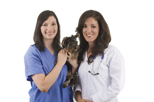 What licensure in vet med really ensures