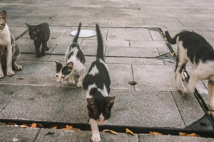 Neurologic cat or dog? Don't forget rabies