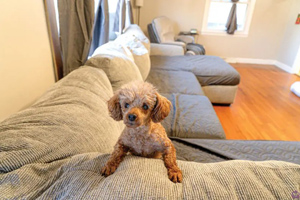 How to manage anxiety in pets