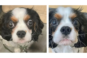 A look at multiple types of myositis in a canine patient