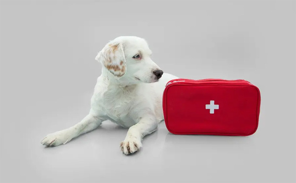 New first aid guidelines offer evidence-based recommendations